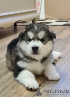 Zdjęcie №3. alaskański malamut. Białoruś