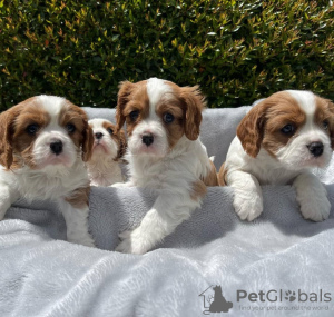 Zdjęcie №1. cavalier king charles spaniel - na sprzedaż w Berlin | negocjowane | Zapowiedź №38244