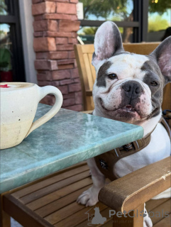 Zdjęcie №3. Uroczy 11-tygodniowy szczeniak buldoga francuskiego niebiesko-srokatego. Wielka Brytania