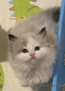 Zdjęcie №3. Oszałamiające purebrowane kocięta ragdoll. Nowa Zelandia