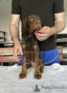 Zdjęcie №4. Sprzedam doberman w Belgrad. hodowca - cena - negocjowane