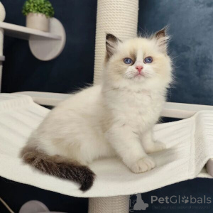 Zdjęcie №1. ragdoll - na sprzedaż w Ankum | 1674zł | Zapowiedź № 170875