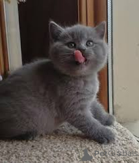Zdjęcie №3. Chatons British Shorthair à vendre. Francja