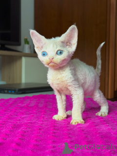 Zdjęcie №3. Uroczy kociak Devon Rex o miękkiej kręconej sierści szuka kochającego domu. Polska
