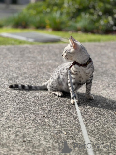 Zdjęcie №2 do zapowiedźy № 153285 na sprzedaż  kot bengalski - wkupić się Szwecja 