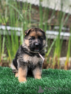 Zdjęcie №1. owczarek niemiecki - na sprzedaż w Warrnambool | negocjowane | Zapowiedź №157841