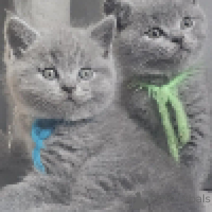 Zdjęcie №3. Pluszowe płaszcze i złote oczy brytyjskiej elegancji. Szwajcaria