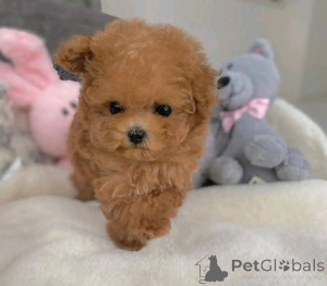 Zdjęcie №3. ZWERGPUDEL ZUR. Niemcy