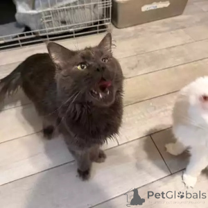 Zdjęcie №2 do zapowiedźy № 167263 na sprzedaż  maine coon - wkupić się Niemcy prywatne ogłoszenie