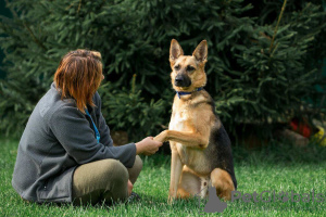 Zdjęcie №2 do zapowiedźy № 8053 na sprzedaż  pies nierasowy - wkupić się Federacja Rosyjska prywatne ogłoszenie