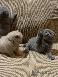 Zdjęcie №1. scottish fold - na sprzedaż w Destin | 1525zł | Zapowiedź № 140156