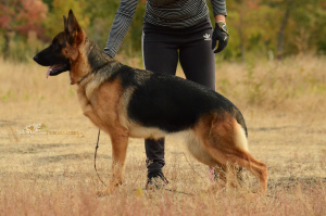 Zdjęcie №4. Sprzedam owczarek niemiecki w Charków. od żłobka, hodowca - cena - 2689zł