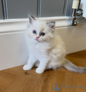 Zdjęcie №1. ragdoll - na sprzedaż w Eindhoven | negocjowane | Zapowiedź № 176583