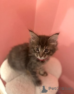 Zdjęcie №2 do zapowiedźy № 160423 na sprzedaż  maine coon - wkupić się Niemcy hodowca