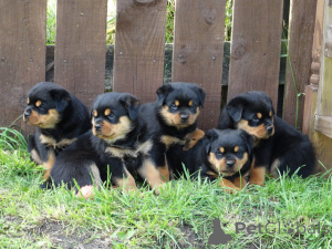 Zdjęcie №2 do zapowiedźy № 168432 na sprzedaż  rottweiler - wkupić się Szwecja prywatne ogłoszenie, hodowca
