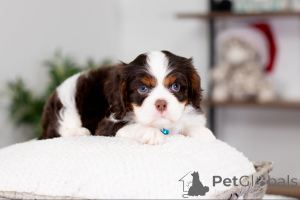 Zdjęcie №3. Poznaj Olivera, prawdziwego małego księcia o sercu złotym jak jego płaszcz.. Niemcy