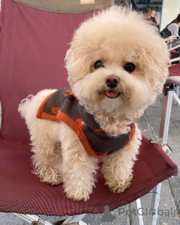 Zdjęcie №3. Sprzedam urocze urocze maltańskie szczenięta, skontaktuj się z firmą WhatsApp. Niemcy