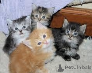 Zdjęcie №1. maine coon - na sprzedaż w Murcia | negocjowane | Zapowiedź № 176373