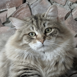 Zdjęcie №1. kot syberyjski - na sprzedaż w Sewastopol | negocjowane | Zapowiedź № 6305