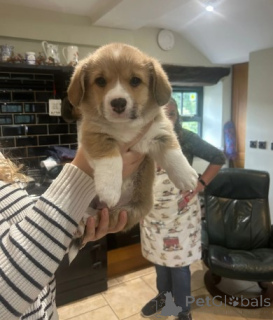 Zdjęcie №1. welsh corgi - na sprzedaż w Berlin | negocjowane | Zapowiedź №155801