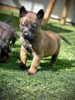 Zdjęcie №3. Chiots Berger Belge à vendre. Francja