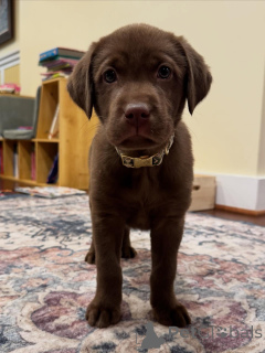 Zdjęcie №2 do zapowiedźy № 163764 na sprzedaż  labrador retriever - wkupić się Holandia prywatne ogłoszenie, hodowca