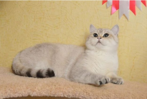 Zdjęcie №2 do zapowiedźy № 2538 na sprzedaż  kot brytyjski krótkowłosy - wkupić się Federacja Rosyjska od żłobka