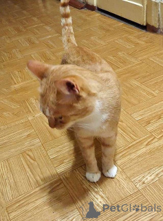 Zdjęcie №4. Sprzedam  w Petersburg. prywatne ogłoszenie - cena - Bezpłatny