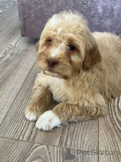 Zdjęcie №3. Goldendoodle i Labradoodle. Serbia