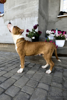 Zdjęcie №3. Amerykański Staffordshire Terrier. Federacja Rosyjska