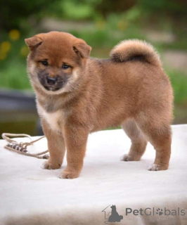 Zdjęcie №3. Welpen de Shiba inu zur adoptción. Niemcy