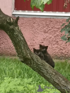 Zdjęcie №1.  - na sprzedaż w Mińsk | Bezpłatny | Zapowiedź № 163635