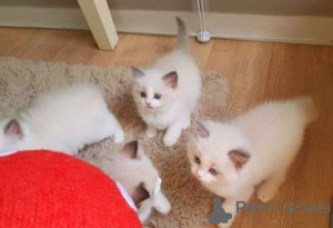 Zdjęcie №3. Léif 8 Wochen al Ragdoll Kätzchen Gesond & léif. Luksemburg