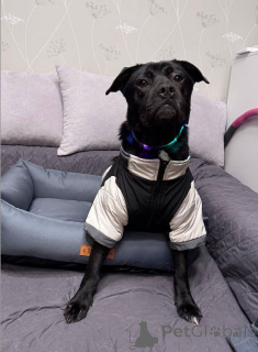 Zdjęcie №1. pies nierasowy - na sprzedaż w Rzeka Moskwa | Bezpłatny | Zapowiedź №163255