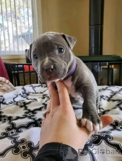 Zdjęcie №1. amerykański pitbulterier - na sprzedaż w Augsburg | negocjowane | Zapowiedź №165355