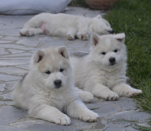 Dodatkowe zdjęcia: syberyjski husky sprzedam szczeniaka