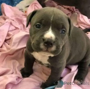 Zdjęcie №2 do zapowiedźy № 167434 na sprzedaż  amerykański pitbulterier - wkupić się USA 