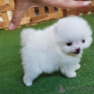 Zdjęcie №3. Strona główna Hodowane szczenięta pomorskie na sprzedaż Badanie weterynaryjne,. Hiszpania