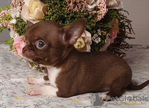 Zdjęcie №3. Chihuahua Chocolate Mini Boy. Federacja Rosyjska