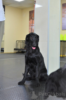 Zdjęcie №2 do zapowiedźy № 14842 na sprzedaż  flat coated retriever - wkupić się Francja od żłobka