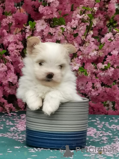 Zdjęcie №3. Szczenięta Maltip Mini. Federacja Rosyjska