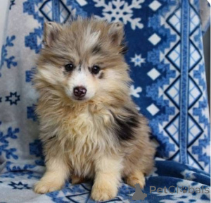 Zdjęcie №2 do zapowiedźy № 161255 na sprzedaż   - wkupić się Wielka Brytania 