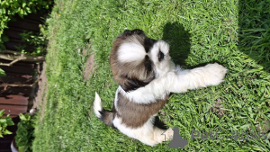 Zdjęcie №1. lhasa apso, pekińczyk, shih tzu - na sprzedaż w Ryga | 2870zł | Zapowiedź №139537