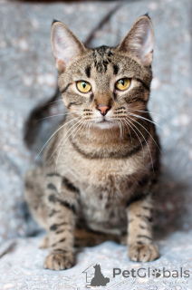 Zdjęcie №2 do zapowiedźy № 166166 na sprzedaż   - wkupić się Białoruś 