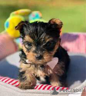 Zdjęcie №1. yorkshire terrier - na sprzedaż w Торонто | 2033zł | Zapowiedź №127952