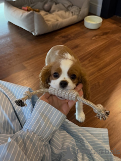 Zdjęcie №3. Miękkie, słodkie i pełne miłości Rosies to mała księżniczka, która skradnie. Szwajcaria