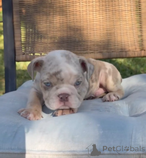 Zdjęcie №3. Buldog angielski do adopcji. Niemcy