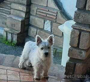 Dodatkowe zdjęcia: West Highland White Terrier - Westie