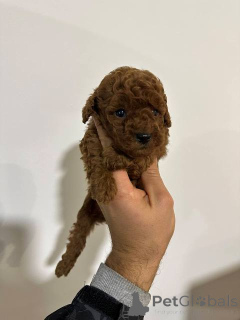 Zdjęcie №2 do zapowiedźy № 151072 na sprzedaż  pudel (zabawka) - wkupić się Serbia 