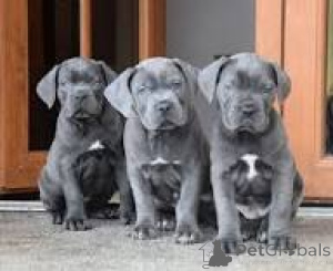 Zdjęcie №1. cane corso - na sprzedaż w Paryż | 4784zł | Zapowiedź №164759